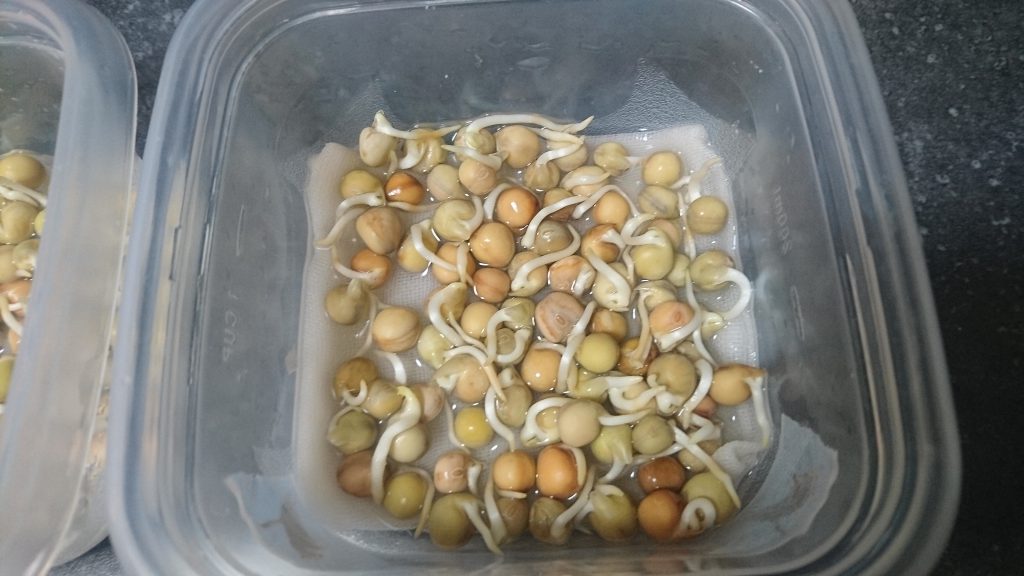 音楽を聞かせた豆苗