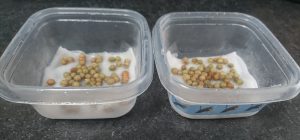 【実験】植物に音楽を聞かせると本当によく成長するのか？前編