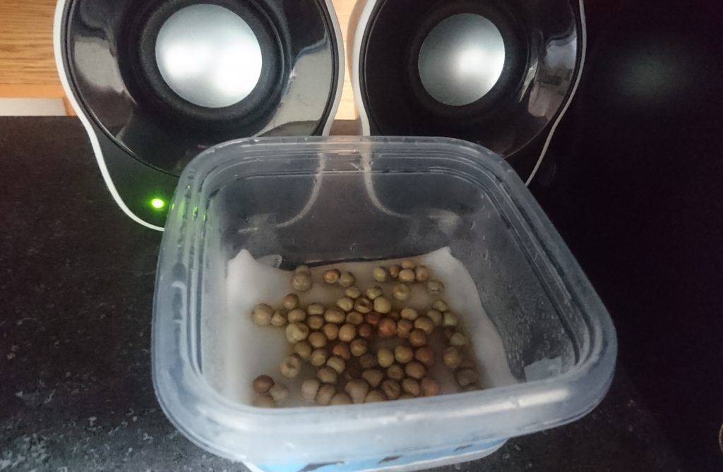 豆苗に音楽を聴かせる