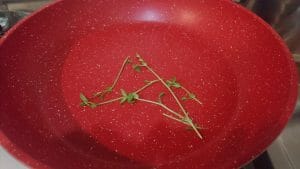 【実験】植物に音楽を聞かせると本当によく成長するのか？後編