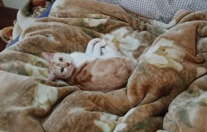 家の猫