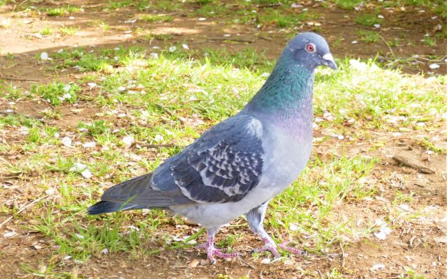 鳥の糞はなぜ白いのか、綺麗に落とす方法は？