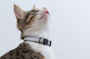 猫にGPSを付けて追跡してみたら予想外の結果が