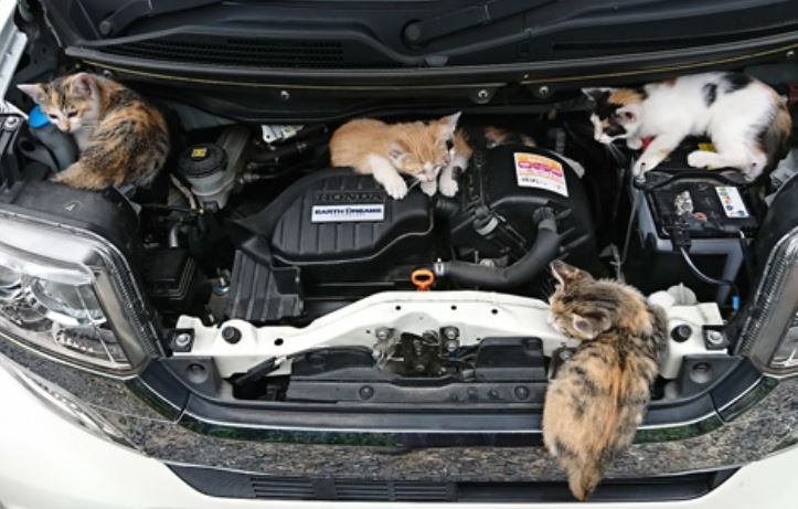 車持ちは必見！猫バンバンとは一体何なのか？