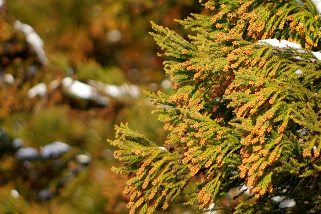 ついに壁に付着した花粉を分解する塗料が開発される