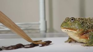 意外と人気がある、生き物への餌やり動画集