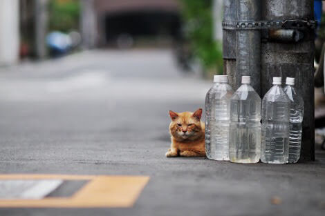 家の周りに置いてある水の入った大量のペットボトルの意味は？