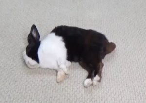 寝ているウサギの尻尾にいたずらした結果…