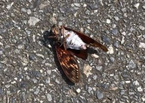 落ちているセミが生きているか死んでいるかを見分ける方法！