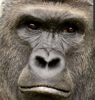 「ゴリラであいうえお作文するなよ！」M1でのキュウのネタが流行りそうだと話題に