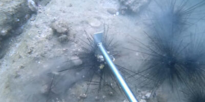 【AMSR】磯焼けで大量発生しているウニを潰し続ける動画が話題に