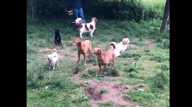 陰キャな犬だけをドッグランに集めてみようぜww！→結果がこちら