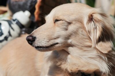 あなたのペットの平均寿命は何歳？様々な生き物の平均寿命まとめ